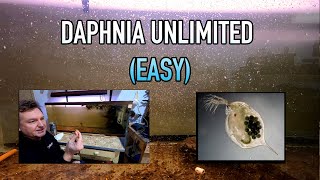 How I Raise Daphnia Water Fleas And You Can Too [upl. by Adelric290]