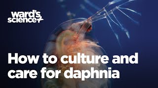 Caring and Culturing for Daphnia [upl. by Modnarb424]