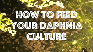 How To Feed Your Daphnia Culture [upl. by Atinuj658]