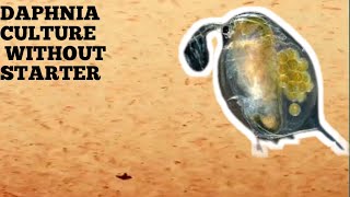 HOW TO CULTURE DAPHNIA NATURALLY WITHOUT A STARTER [upl. by Wadell350]