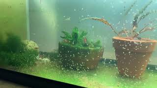 Daphnia Culturing Snails or no snails [upl. by Nivlag]