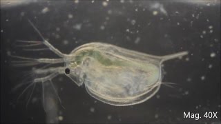 Daphnia magna under the Microscope [upl. by Francesca]