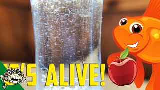 How to culture Vinegar Eels The EASY Way Live Fish Food [upl. by Filemon]