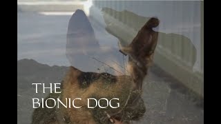 The Bionic Dog  The Next Generation [upl. by Ayama97]