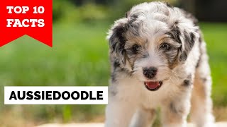 Aussiedoodle  Top 10 Facts [upl. by Aitam791]