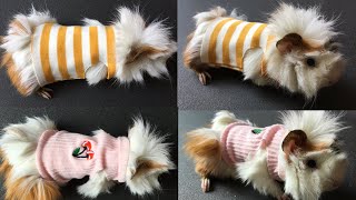 DIY  HOW TO MAKE CLOTHES FOR GUINEA PIG  GUINEA PIG İÇİN KIYAFET YAPIMI [upl. by Atihana]