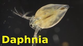 Daphnia [upl. by Llohcin]