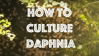 How To Culture Daphnia Magna [upl. by Magdalene]