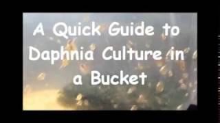 How to culture daphnia outside [upl. by Caines]