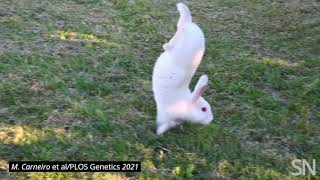 Watch a rabbit do a handstand  Science News [upl. by Vipul17]