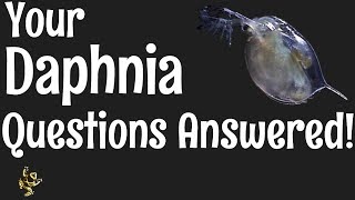 Daphnia Questions Answered [upl. by Ave]