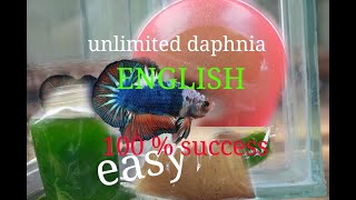 daphnia moina culture Easy way Unlimited production English  with sub Green water Chlorella [upl. by Aninat495]