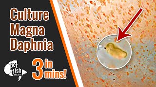 How to culture DAPHNIA MAGNA  The easy way [upl. by Kuebbing]