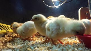 How to raise baby chicksSimple and easy tips for a healthy flock [upl. by Nolyarb]