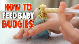 How to Hand Feed Baby Budgies [upl. by Nnaeoj]