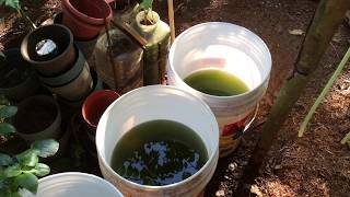 How to grow Green Water Algae [upl. by Ethelin]