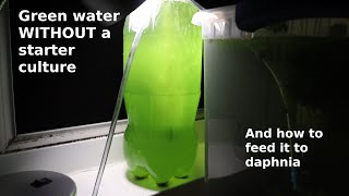 Green Water WITHOUT a Starter Culture  From Scratch  How To [upl. by Rici]