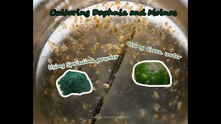 How To Culture Daphnia and Moinas using Green Water Spirulina powder [upl. by Clarkson]