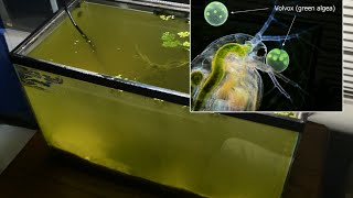 Raising Daphnia for the Freshwater Aquarium [upl. by Sonahpets]