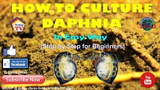 HOW TO CULTURE DAPHNIA In Easy Way [upl. by Nniw19]